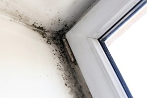 danos estruturais causados pelas infiltrações: mofo